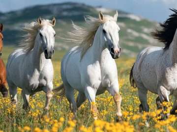 Four horses symbolizing the Four Horsemen of Relationships in a vibrant meadow.